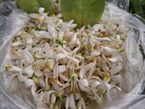 Shiraz Day celebration and orange blossoms in Shiraz, Iran