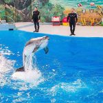dolphin park-Kish