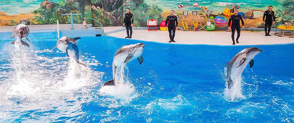 dolphin park-Kish