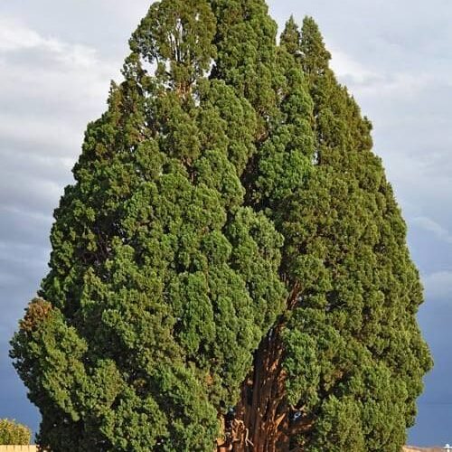 Abarkuh old cypress, Yazd attraction