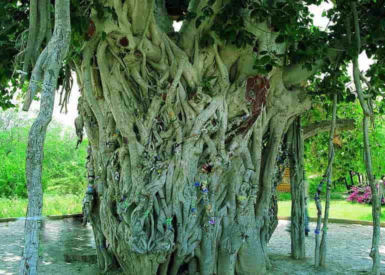 green tree of kish-min